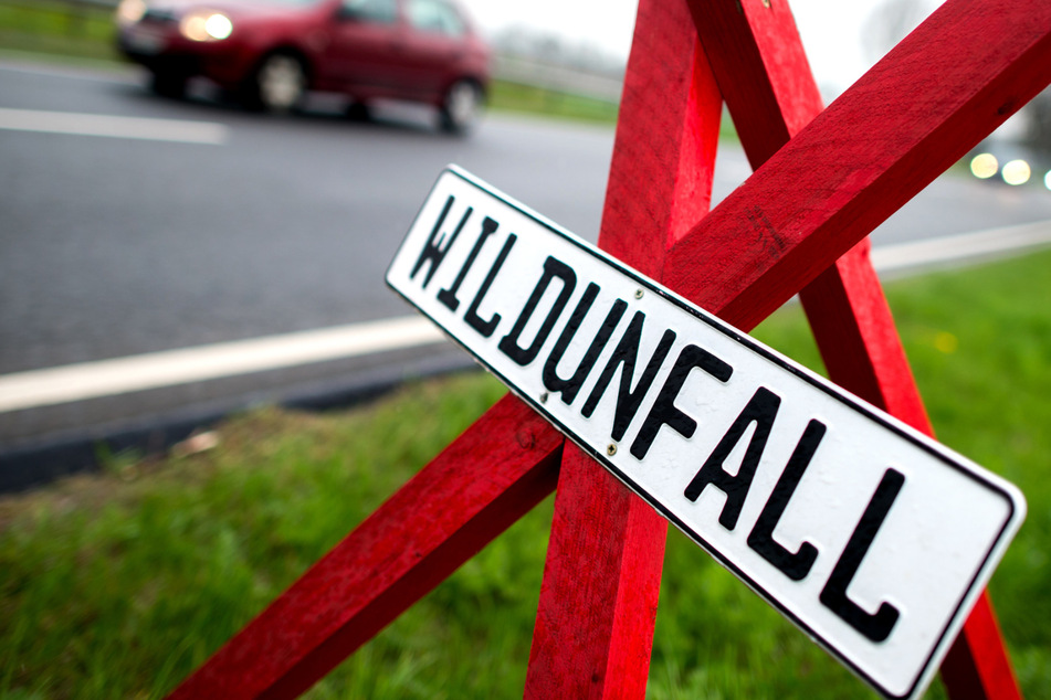 Versicherer warnen Autofahrer in Sachsen vor Wildunfällen