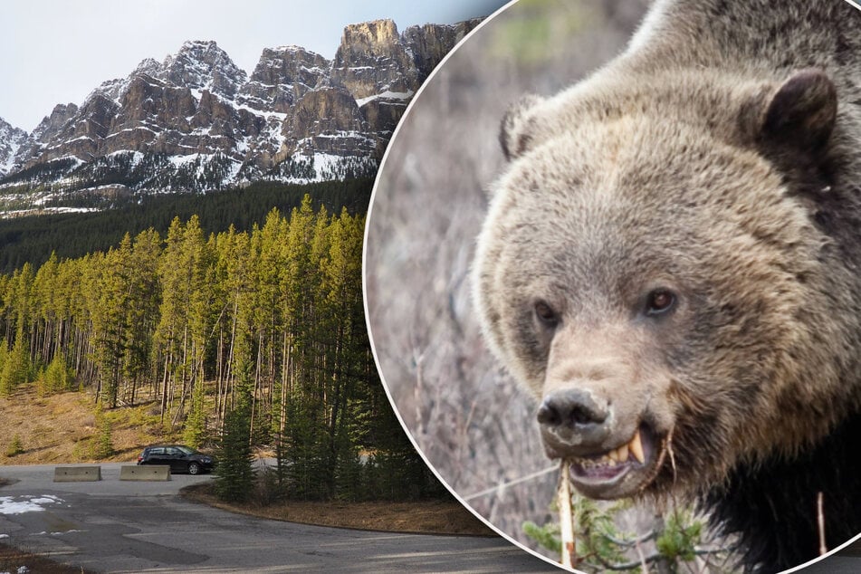 Tragische Attacke in Nationalpark: Grizzlybär soll Pärchen getötet haben
