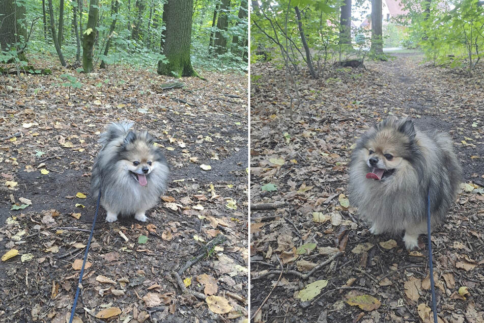 Rocky möchte endlich das Tierheim verlassen und sein eigenes Zuhause finden.