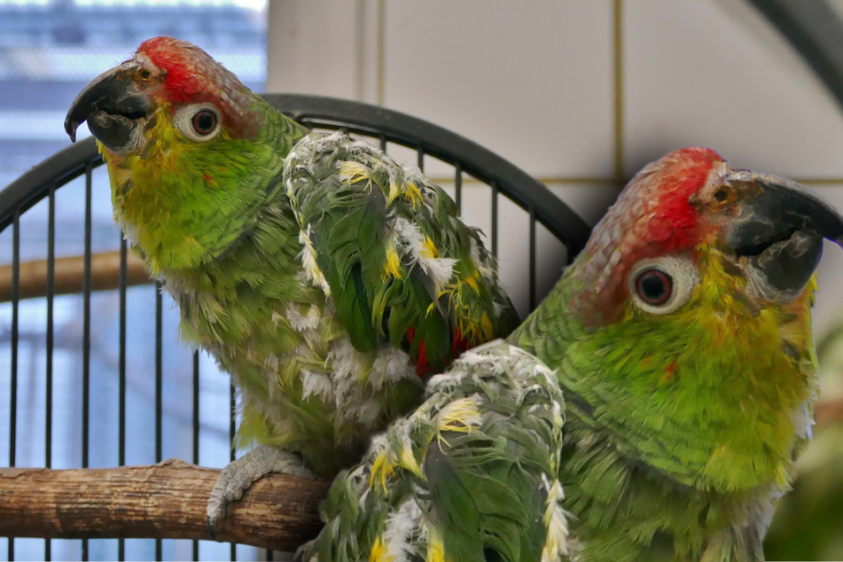 Papagei in erbärmlichem Zustand gerettet: Gibt es noch Hoffnung für Bonci?