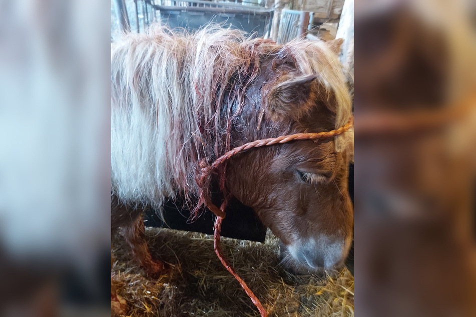 Tierbesitzerin Ina Piller fand ihr Pony am vergangenen Mittwoch mit Blut überströmt und offenen Wunden.
