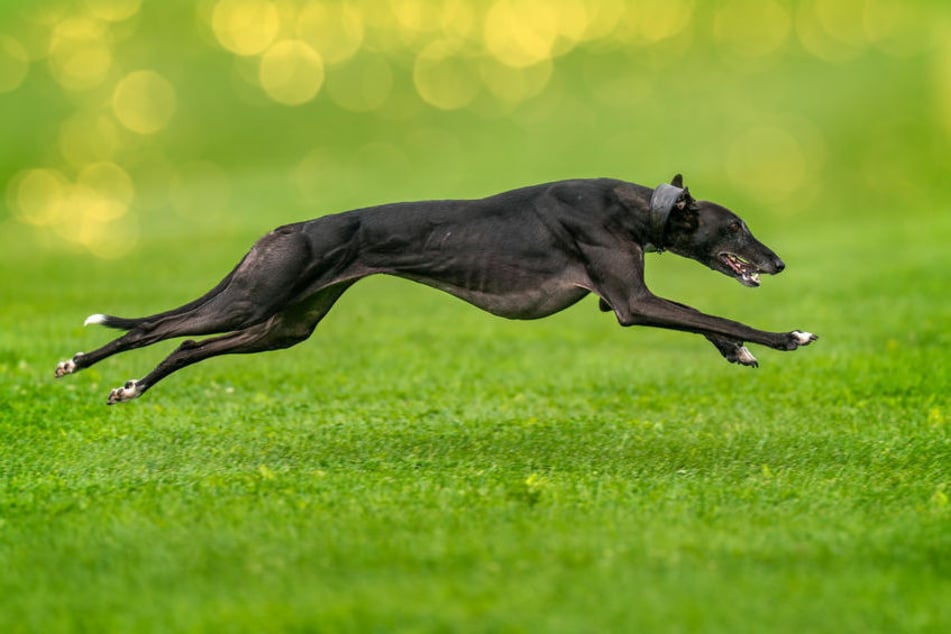 Greyhounds sind die schnellsten Hunde der Welt und können um die 80 km/h schnell rennen.