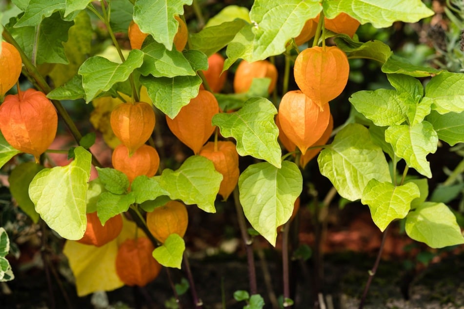 Die Physalis peruviana kann auch über mehrere Jahre wachsen und gedeihen.