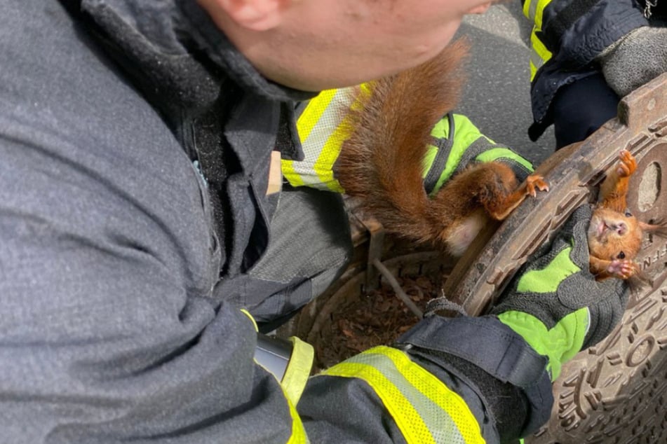 Eichhörnchen in akuter Not! Waldbewohner steckt in Gullydeckel fest und muss gerettet werden