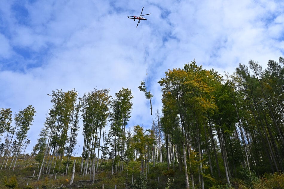 Ein Hubschrauber des Schweizer Unternehmens Rotex mit Spezialtechnik wird bei einer Steilhang-Buchenholzernte im Forstort Hüttengrund des Forstamtes Sonneberg eingesetzt.