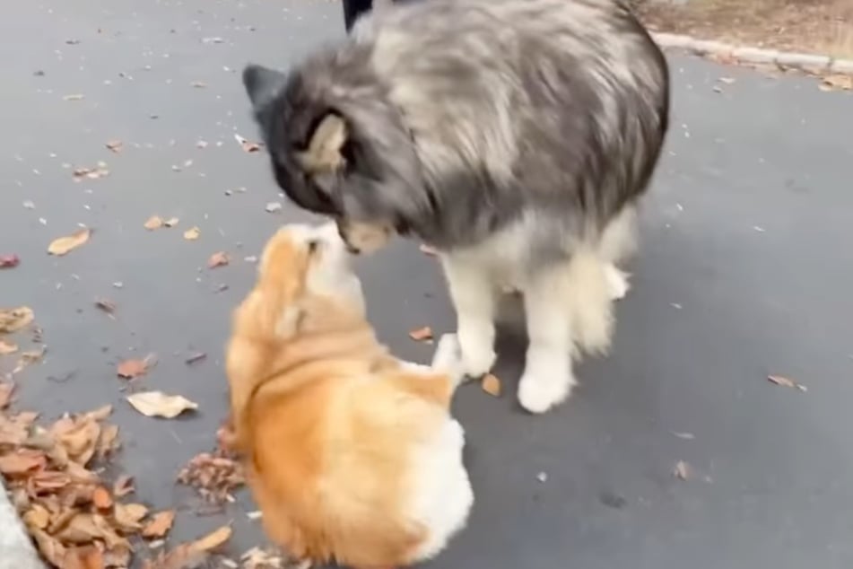 Wie süß: Fiona unterwirft sich der deutlich größeren Kili phasenweise.