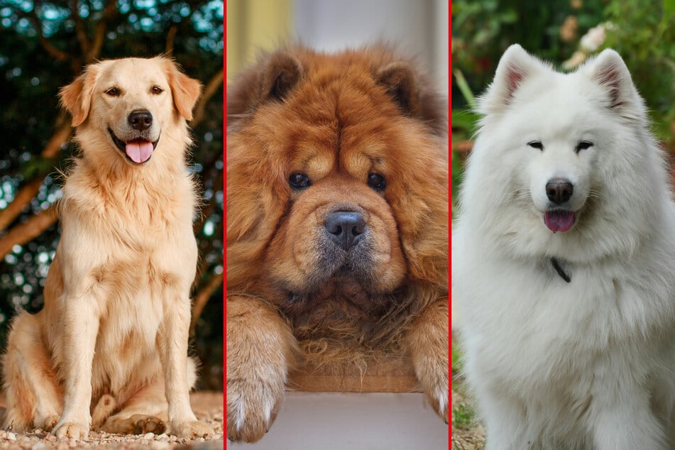 Big and fluffy dogs are some of the cutest and sweetest creatures in the world.