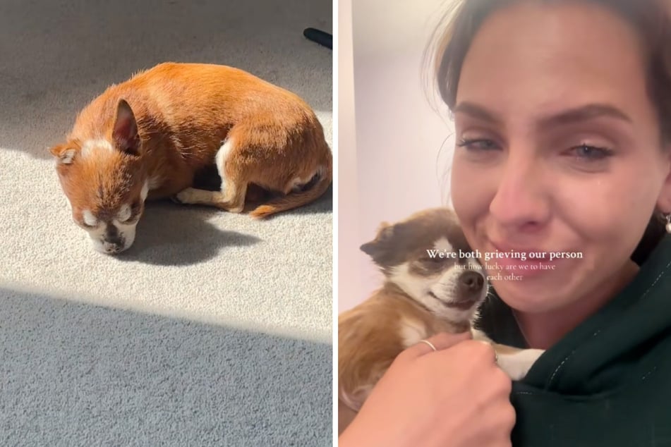 Jodie Priddey (23) und Chihuahua Ted trauern gemeinsam.