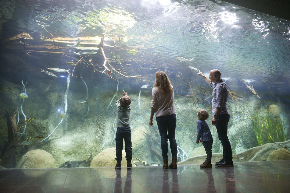 Das neue Aquarium bietet Spaß für die ganze Familie.