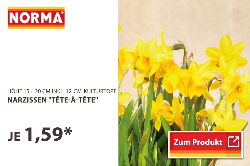 Narzissen "Tête-à-Tête"