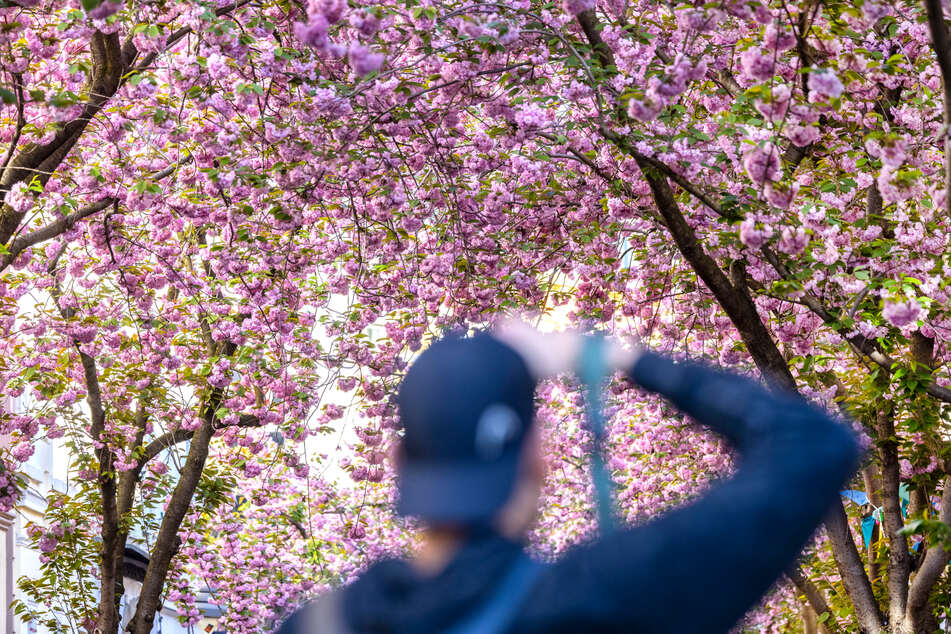 Die berühmten Kirschblüten in der Bonner Altstadt haben am Samstag zahlreiche Hobby-Fotograden angelockt.