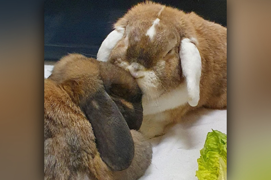 Das Kaninchen-Duo hat sich im Tierheim nicht nur kennen-, sondern auch lieben gelernt.