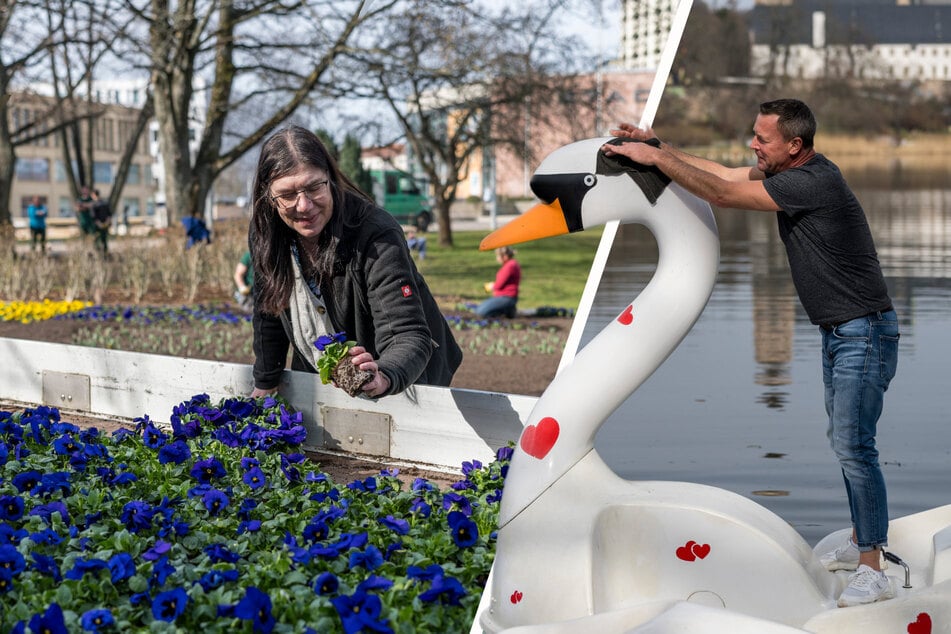 Chemnitz: Mit 12.000 Stiefmütterchen und Co.: Chemnitz macht sich frühlingsfit