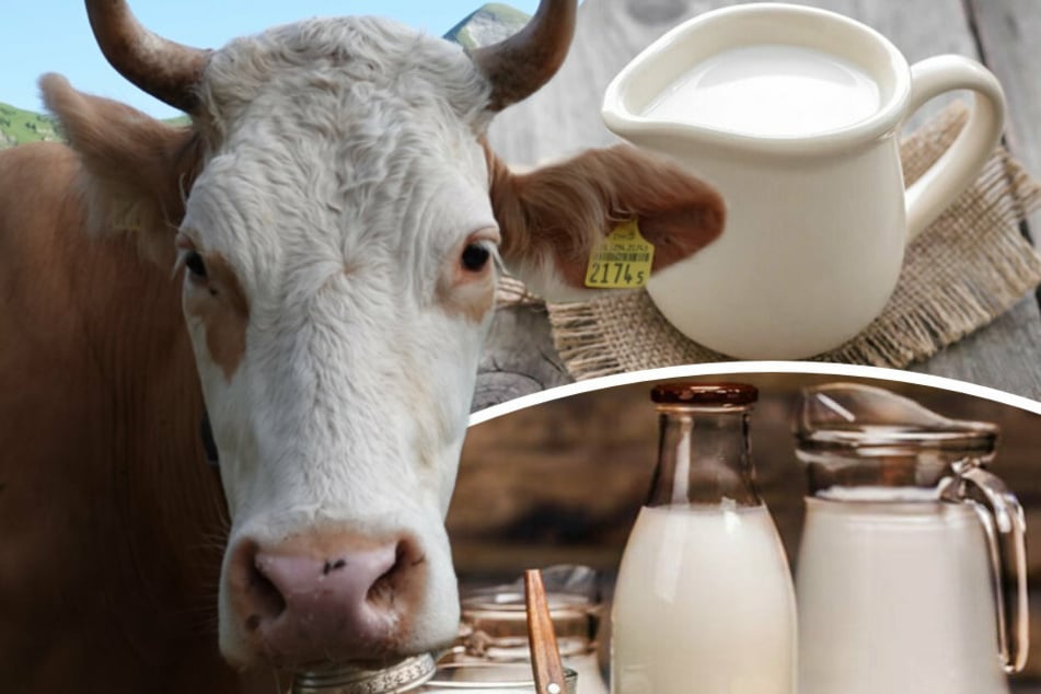 Ist Bio-Milch wirklich besser? Öko-Test untersucht zwanzig Produkte und kürt zwei klare Sieger