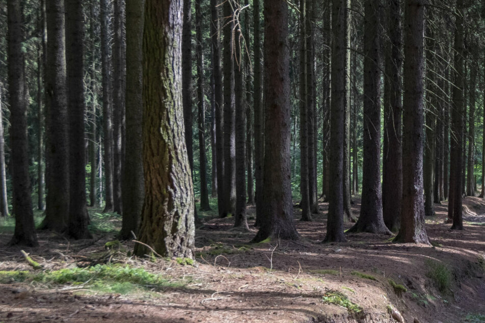 Ein Mann hatte sich ein altes Auto gekauft - und es kurz darauf offenbar in einem Wald entsorgt. (Symbolbild)