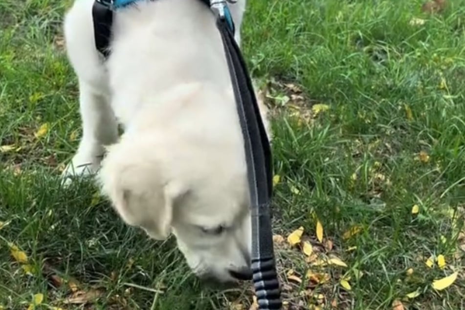 Wie gemein: Golden-Retriever-Welpe Montgomery darf allein nach draußen.