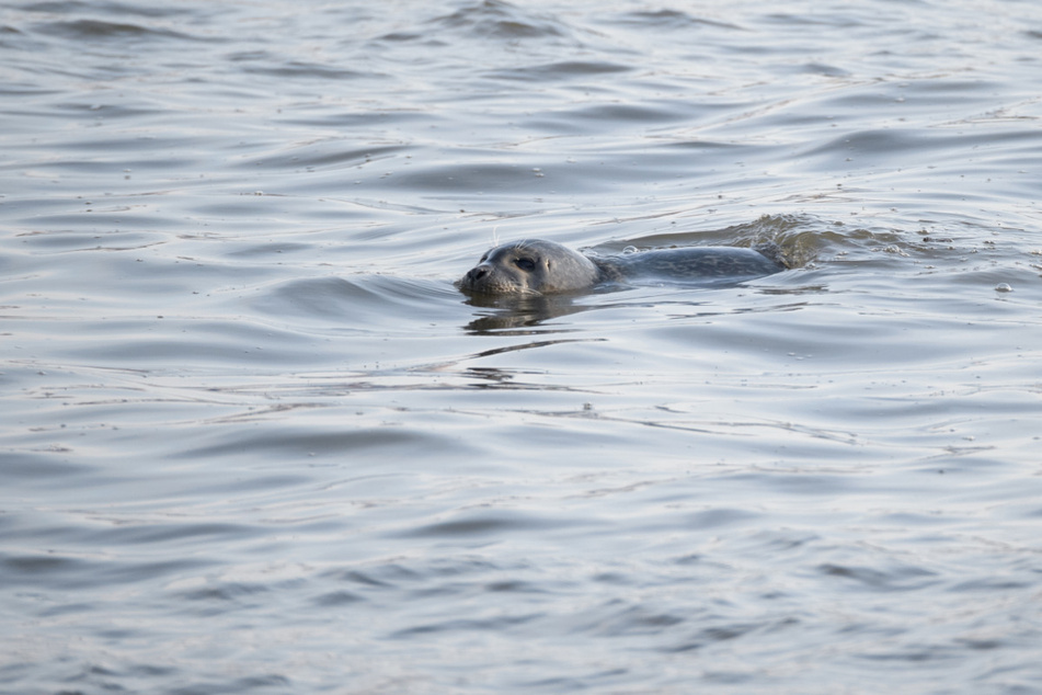 Seltener Gast! Seehund in der Elbe gesichtet