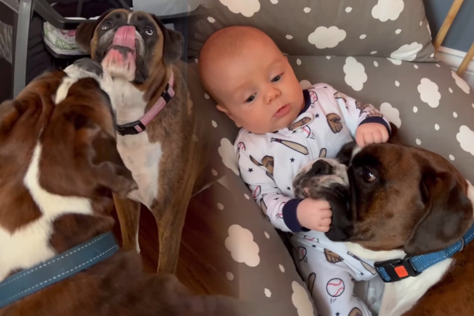 Eltern lassen Boxer-Hunde auf Baby los: Was dann passiert, lässt niemanden kalt