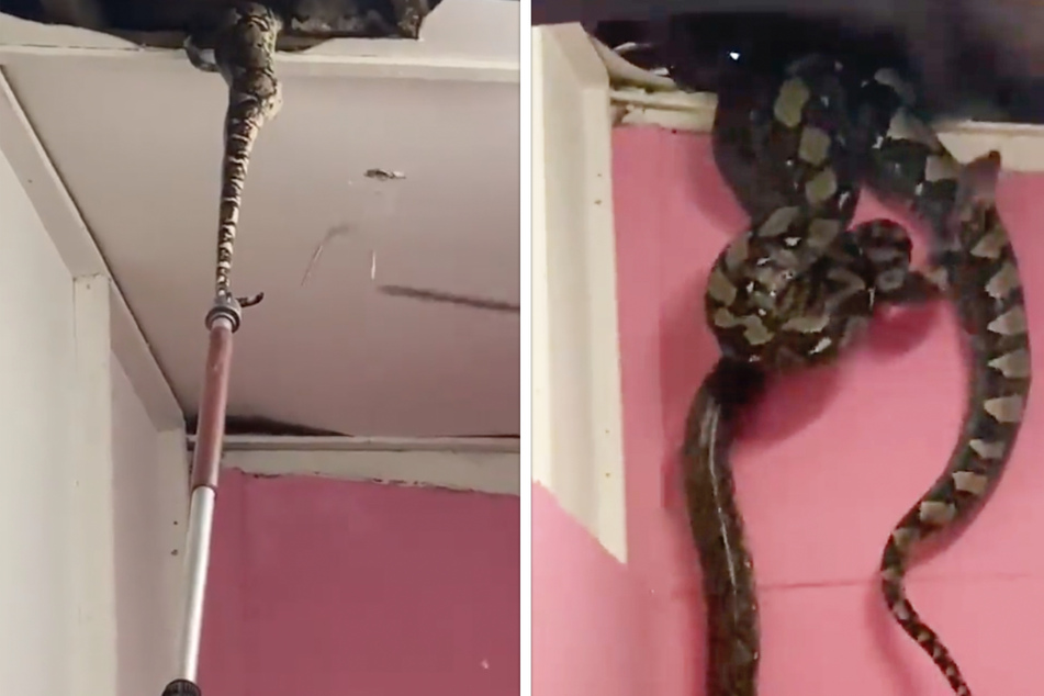Unerwartet platzten in einem Haus plötzlich drei riesengroße Schlangen aus der Decke.