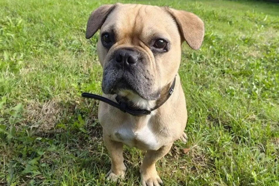 Bulldogge Marley aus dem Hamburger Tierheim ist auf der Suche nach einem richtigen Zuhause.