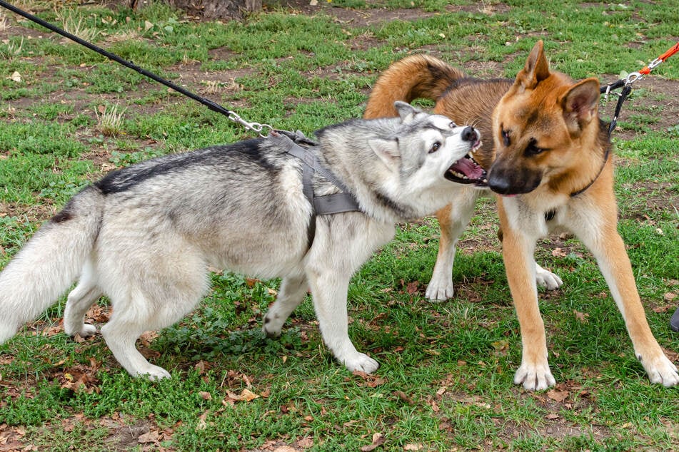 Bellt ein Hund mehr als 10 bis 15 Minuten ununterbrochen, gilt dies bereits als Ruhestörung. Täglich darf der Hund nicht länger als insgesamt 30 Minuten bellen.