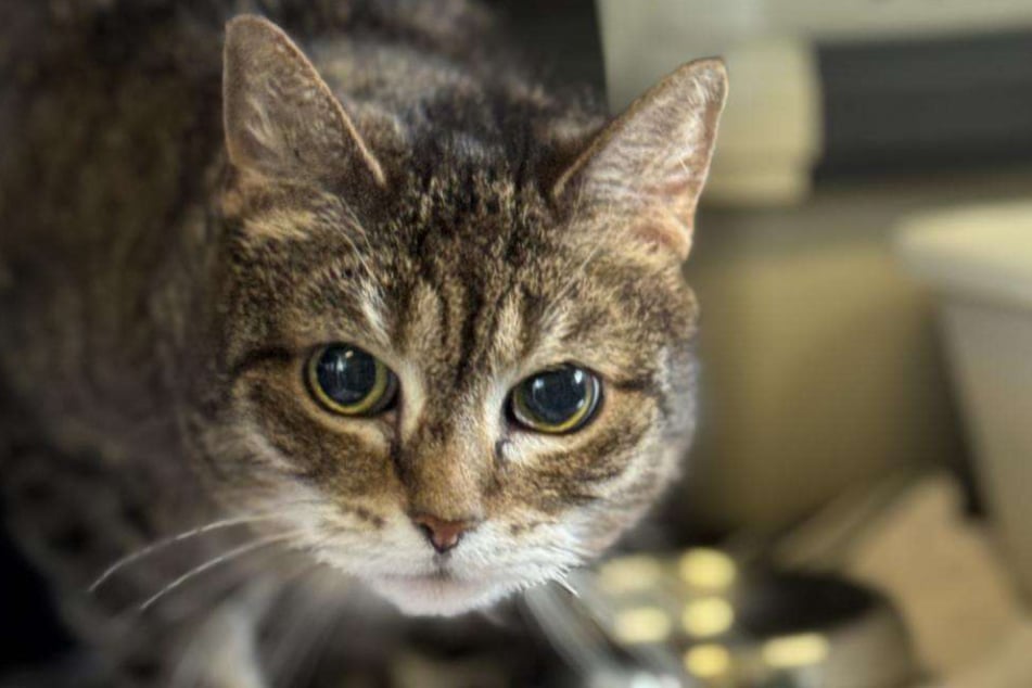 Katze Renata aus dem Hamburger Tierheim sucht nach einem liebevollen Zuhause, in dem sie ihren Lebensabend verbringen kann.