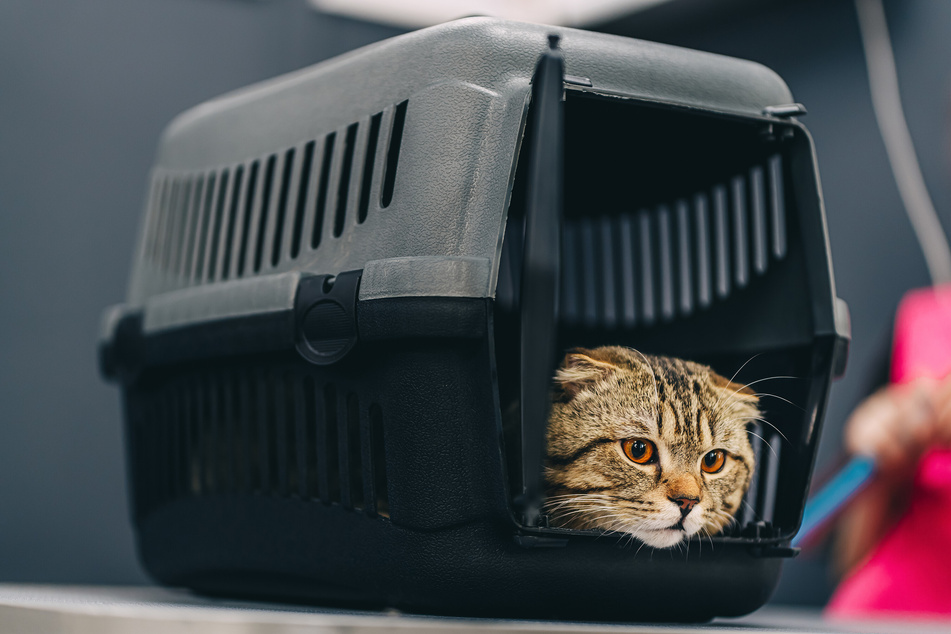 Wenn man einen Umzug mit Katze plant, kommt man an einer Transportbox nicht vorbei.