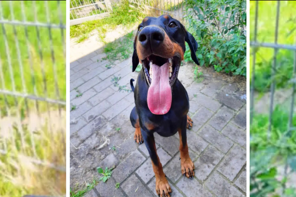 Dobermann Ben (2) lebt im Tierheim Berlin und sucht nach einem Zuhause.