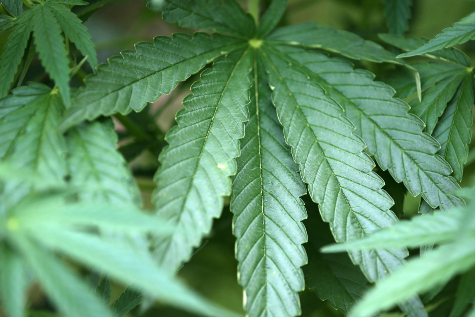 In einem Wald sollen fünf Jugendliche Cannabis gezüchtet haben. (Symbolbild)