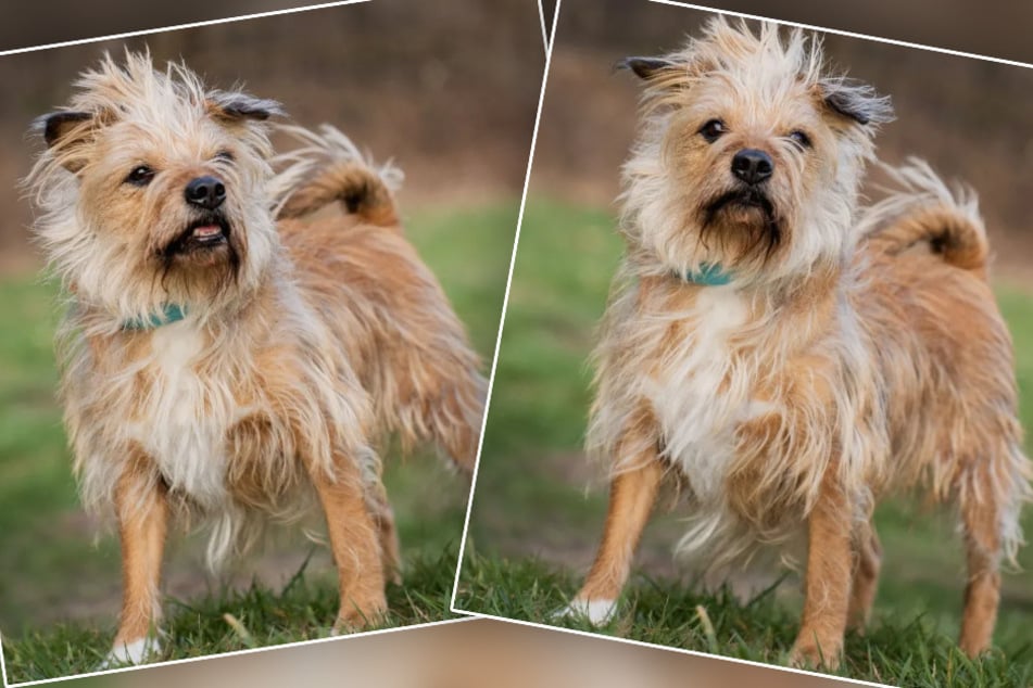 Die kleine Hunde-Seniorin Fibi will das Tierheim in Köln-Dellbrück ein für alle mal hinter sich lassen.