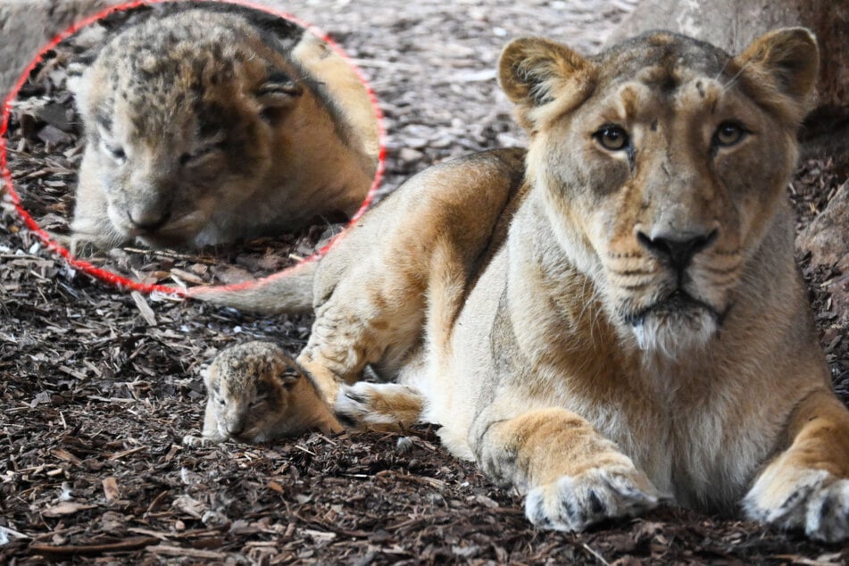 Nouveaux arrivants au zoo : la lionne "Rubi" devient mère pour la première fois - pourquoi c'est si spécial