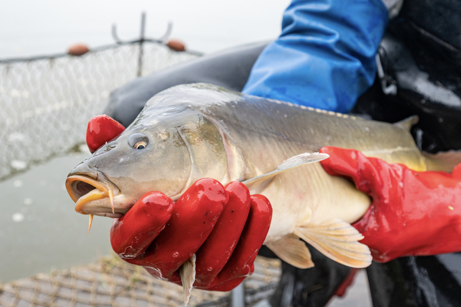 Ein Fischer hält einen Karpfen. Diese Fischart kann auch in wärmeren Gewässern leben.