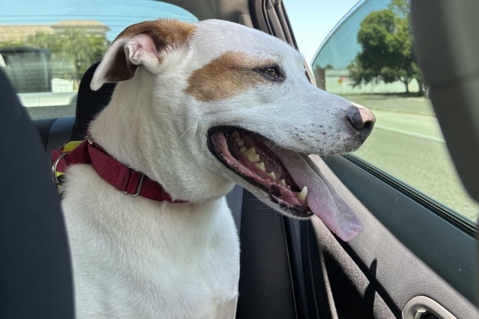 Winter the dog appeared to finally have a forever home before he was returned to the Humane Society of Sarasota County just days later.