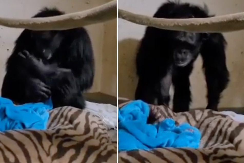 A mama chimpanzee named Mahale had a heartfelt reunion with her newborn baby boy, Kucheza.