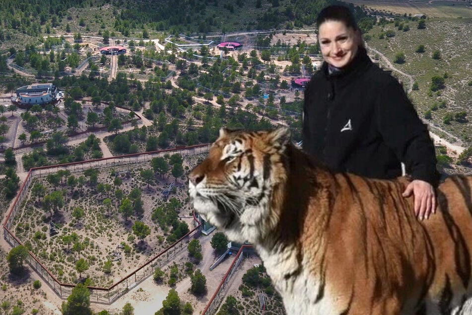 Leipzig: Sechs Tiger weggenommen: So sollen die Tiere der Leipziger Tiger-Queen in Spanien leben