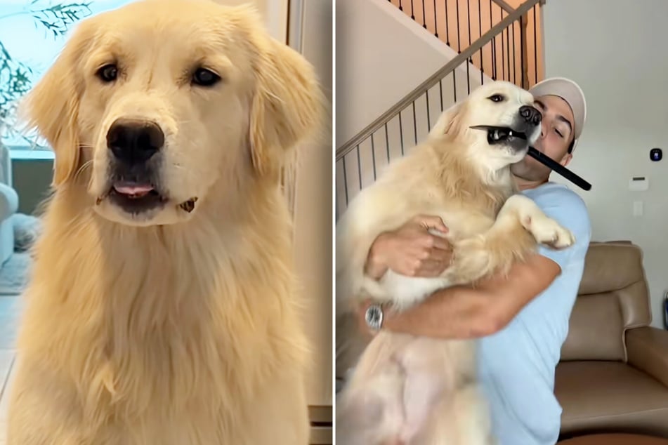 Golden Retriever Bauer wird sauer, als er merkt, dass er etwas für sein Leckerli tun soll und crasht - wie immer - die "Party".