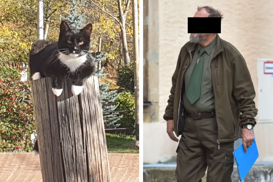 3000 Euro Strafe! Jäger erschoss Katze, weil sie an seine Hauswand pinkelte