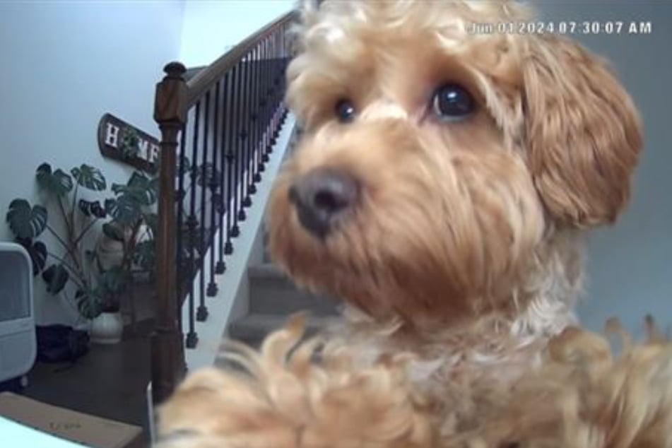 This Goldendoodle dog loves being with her human!