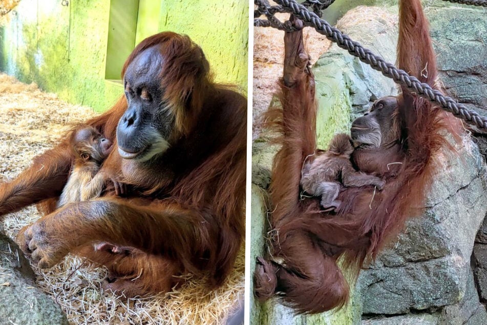 Orang-Utan-Dame Daisy brachte am frühen Sonntagmorgen Jungtier Daria zur Welt.