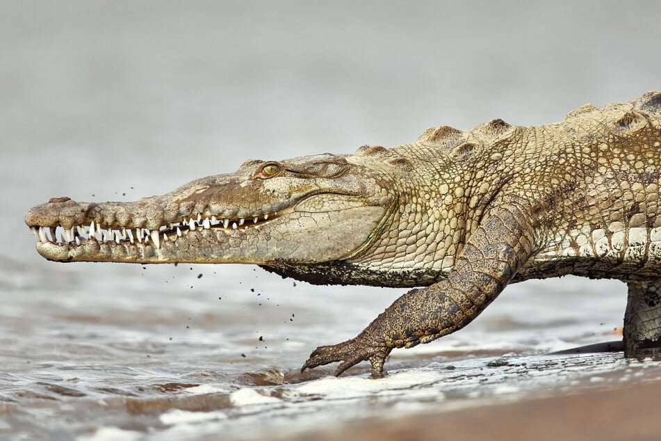 In Far North Queensland sind Krokodile in den Gewässern weit verbreitet. (Symbolbild)