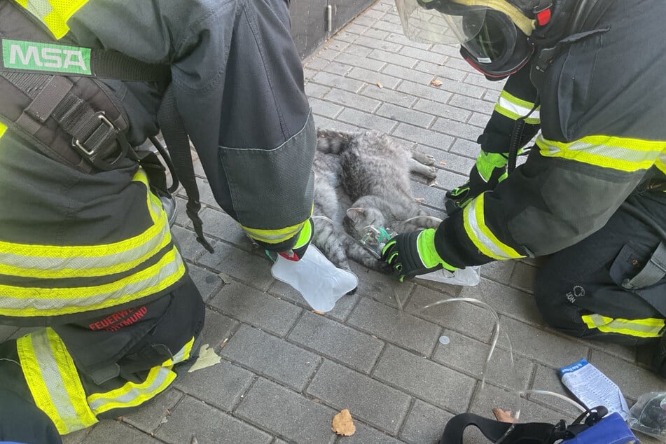 Einsatzkräfte konnten zwei Katzen aus einer brennenden Wohnung retten.