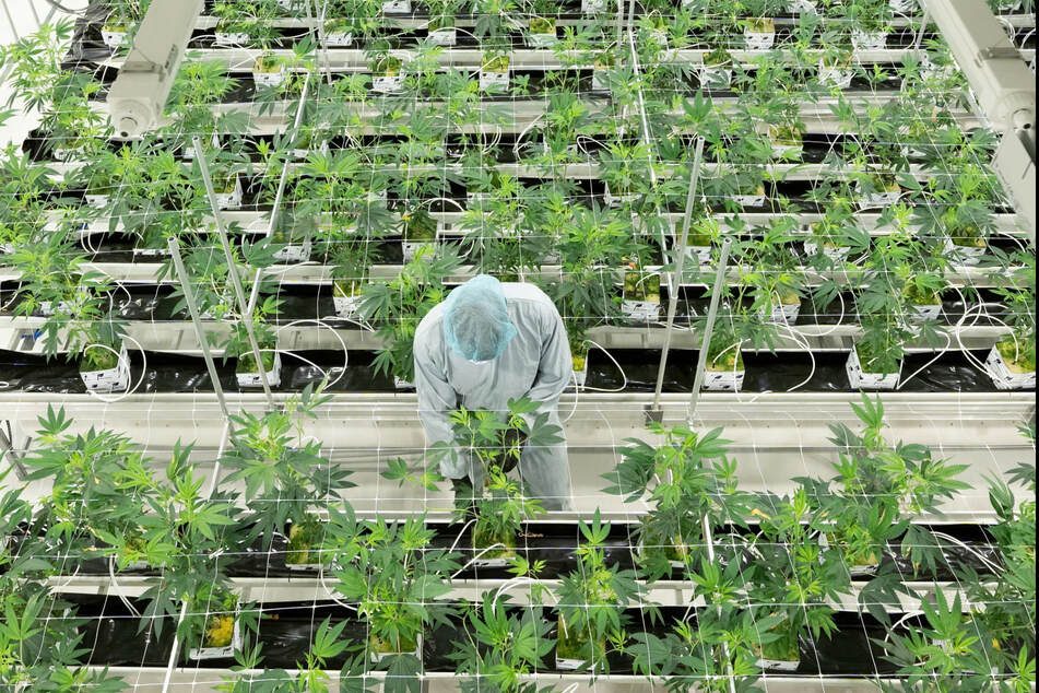 Cannabispflanzen in einem Blüteraum von Demecan. Die Pflanzen werden unter bunkerähnlichen Bedingungen produziert. Sie wachsen nicht auf Erde, sondern auf speziellen Würfeln aus Steinwolle.