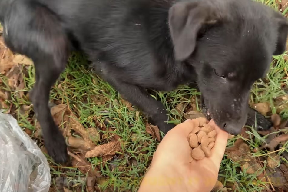 Der kleine Hund war geradezu ausgehungert.