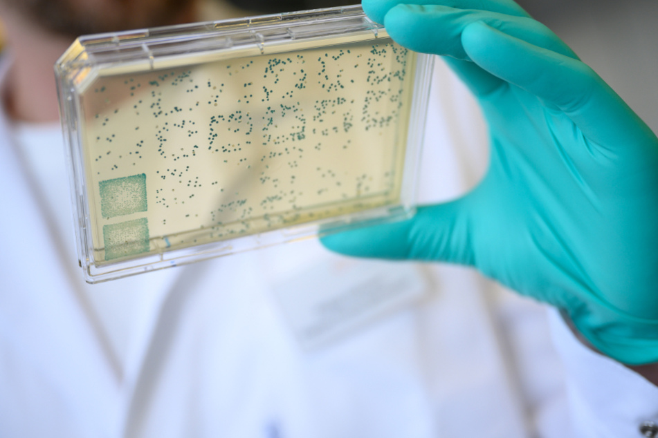 Ein Mann schaut sich in einem Curevac-Labor einen Träger mit Bakterien an, aus denen DNA und anschließend RNA gewonnen wird. (Archivbild)