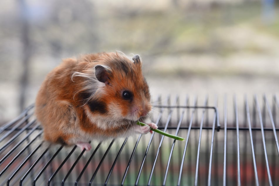 Frische Gräser und Kräuter sind gesund für Hamster.