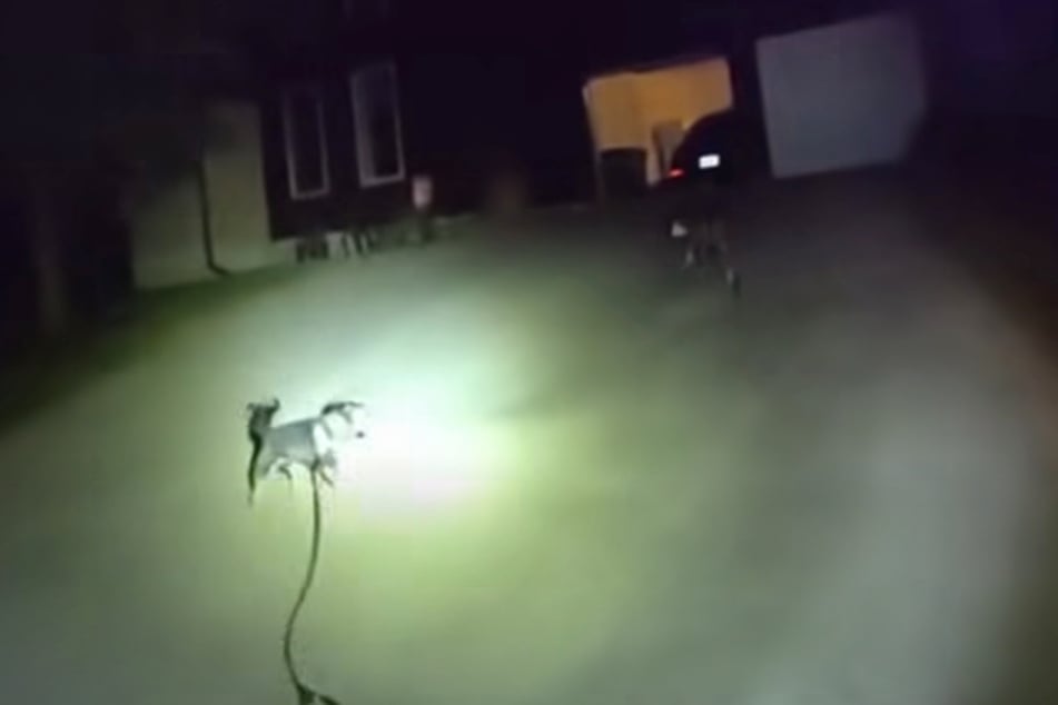 Schließlich führte der Hund den Polizisten zu seinem Zuhause, wo sein Herrchen seit Stunden in Not war.