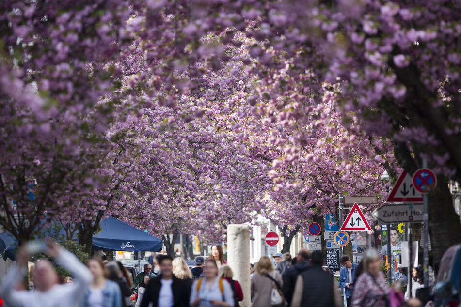 In den engen Straßen der Bonner Altstadt formen sich die Zweige der blühenden Bäume zu einem rosafarbenen Dach.