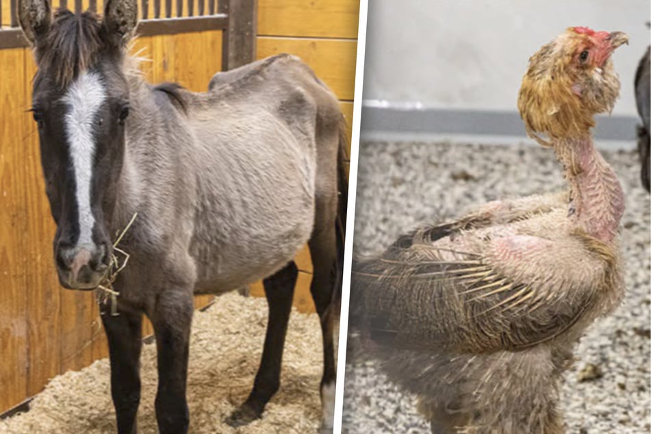 Kaum Futter und Wasser: Retter finden Hunderte abgemagerte Tiere