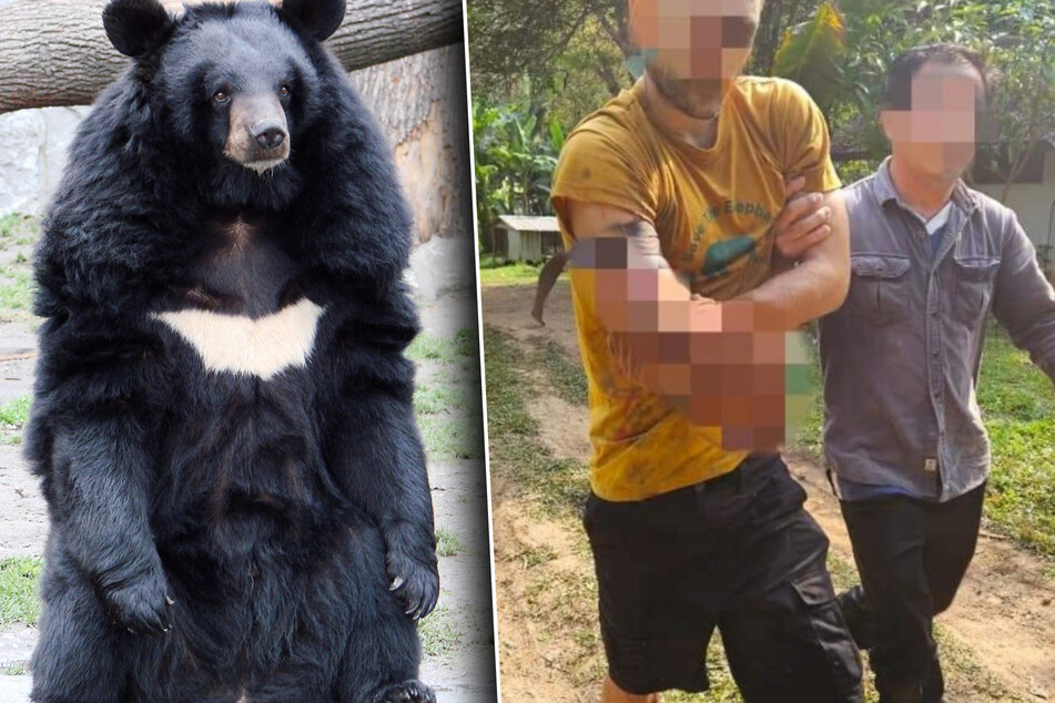 Todesangst im Gehege: Mann verliert Arm nach Kampf mit Bär