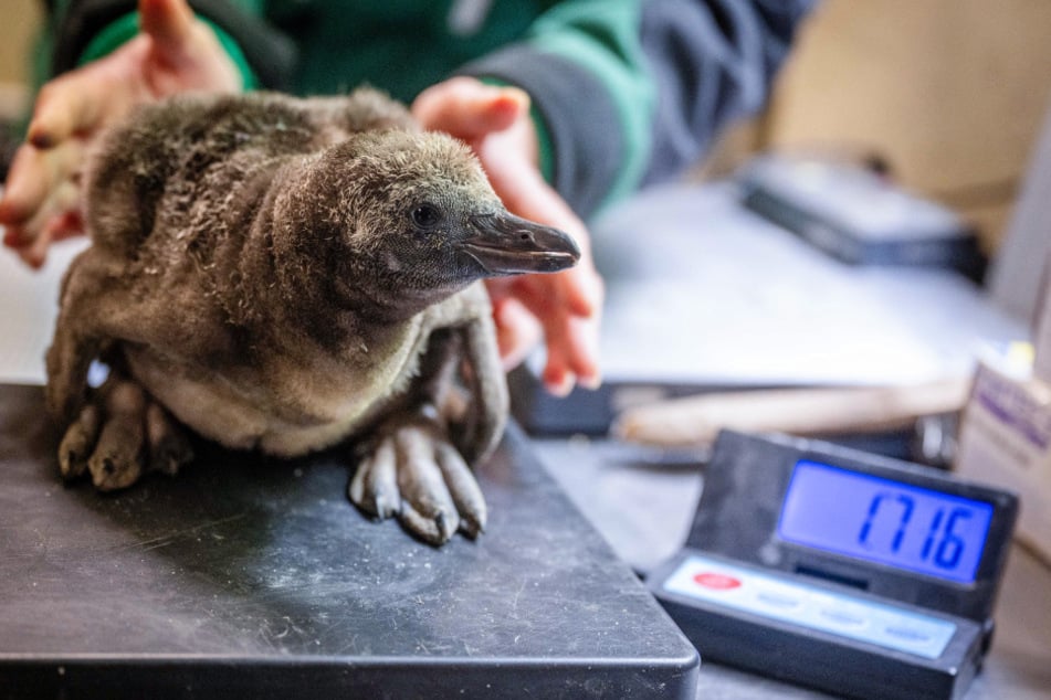 Die Pinguinküken wurden der Reihe nach auf die Waage gesetzt.
